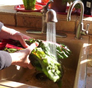 chard washing