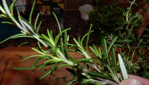 Rosemary